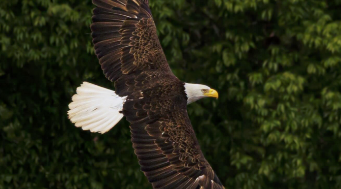 Bald Eagle encounter in central North Carolina